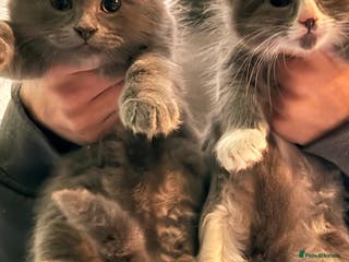 Mixed Breed cats British blue short hair cross kittens - Advert 6