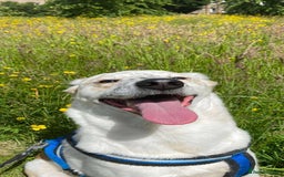 Mixed Breed dogs for adoption: Rescue dog Milly is looking for her second chance - Advert 2