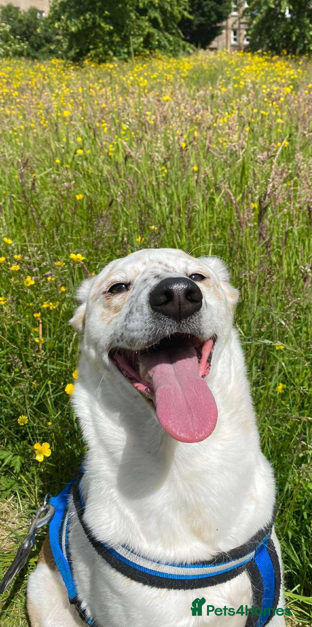 Mixed Breed dogs for adoption: Rescue dog Milly is looking for her second chance - Advert 2