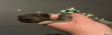 French Bulldog 7