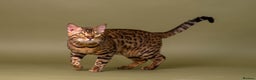 Bengal cats for stud: Stud cat Tica actives 5 generations pedigree  in Barnsley - Advert 4