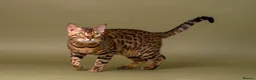 Bengal cats for stud: Stud cat Tica actives 5 generations pedigree  in Barnsley - Advert 4