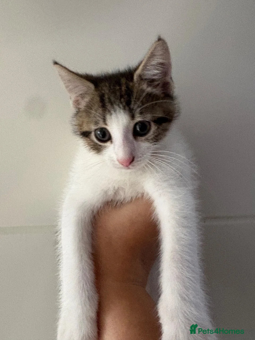 British Shorthair cats for sale: Kitten  in Pontefract - Advert 1