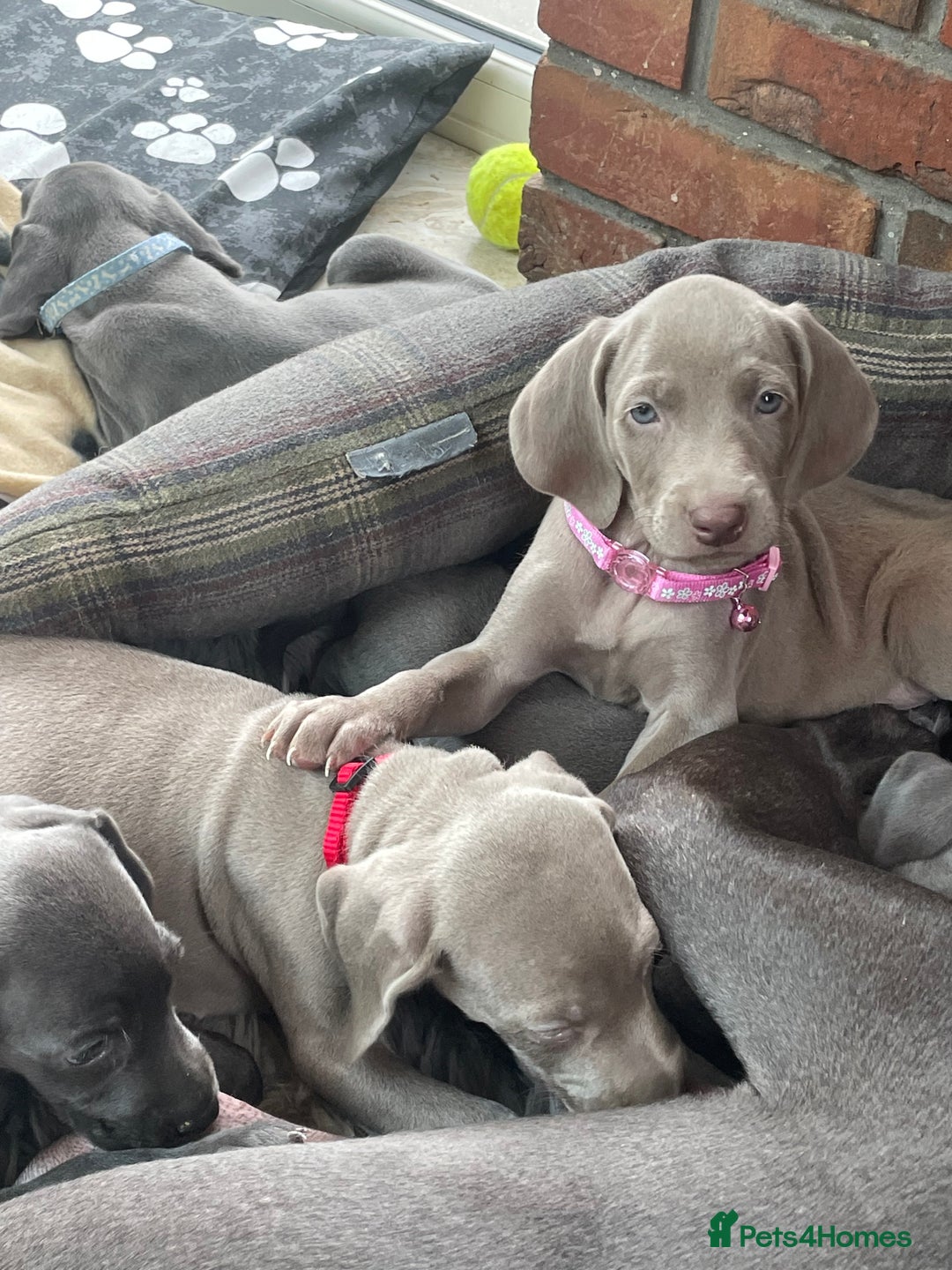 Weimaraner dogs for sale: KC Weimaraner puppies  - Image 8