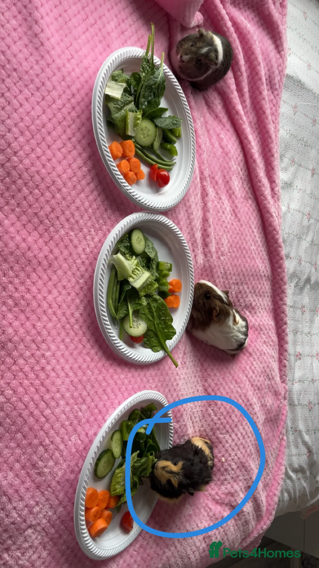 Guinea Pig rodents for sale: Black & Yellow Female Guinea Pig  in Manchester - Advert 4