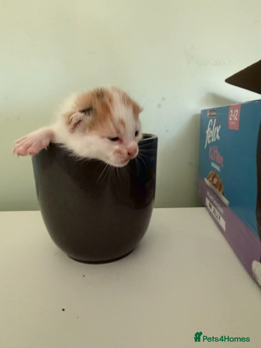 Mixed Breed cats for sale: 3 Amazing Kittens for sale in Grays - Advert 2