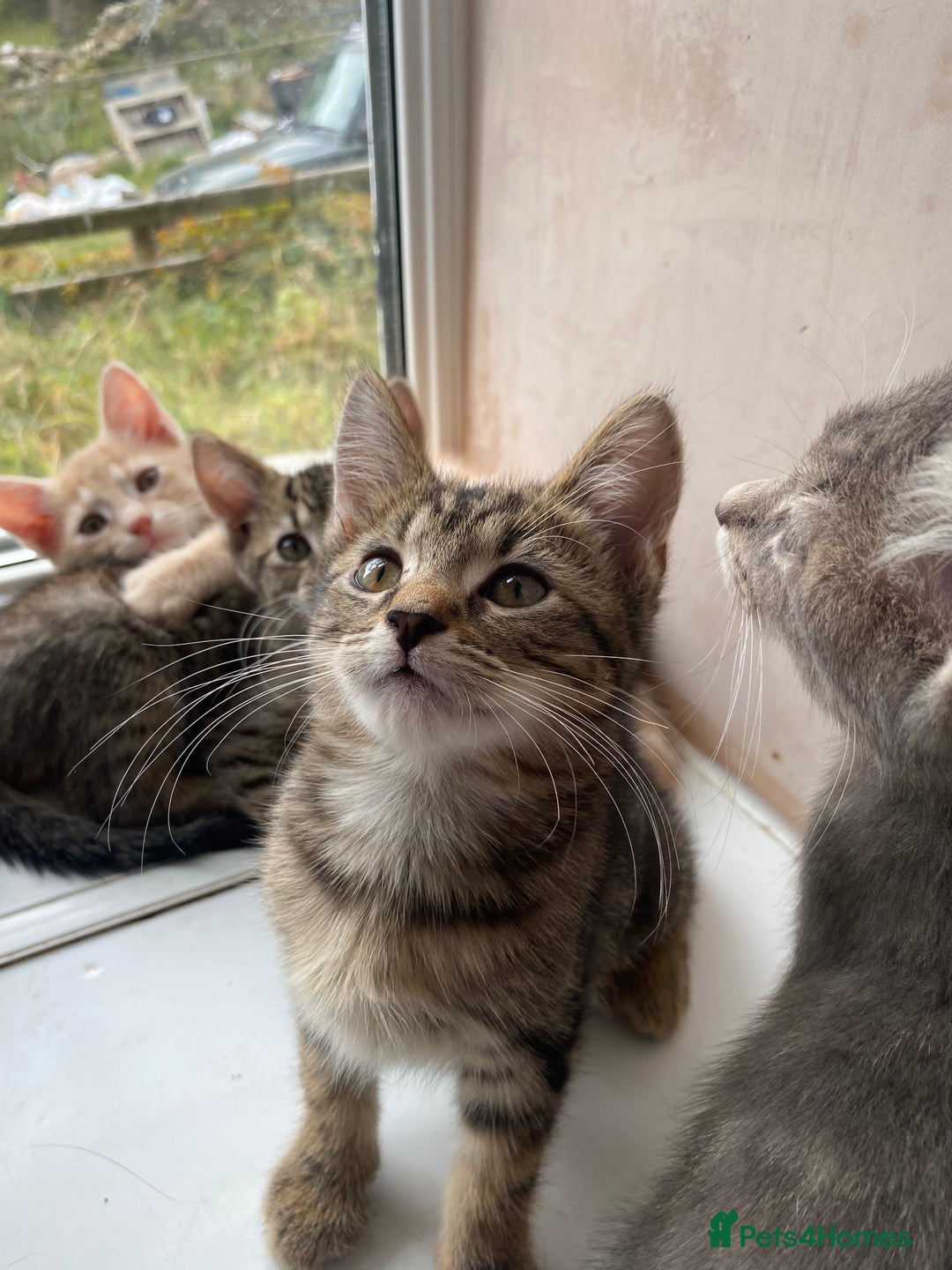 Maine Coon cats for sale: Beautiful Maine Coon X kittens  - Image 11