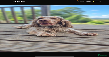 Cocker Spaniel dogs - Advert 16