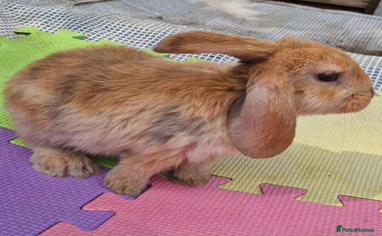 Mini Lop rabbits - Advert 9