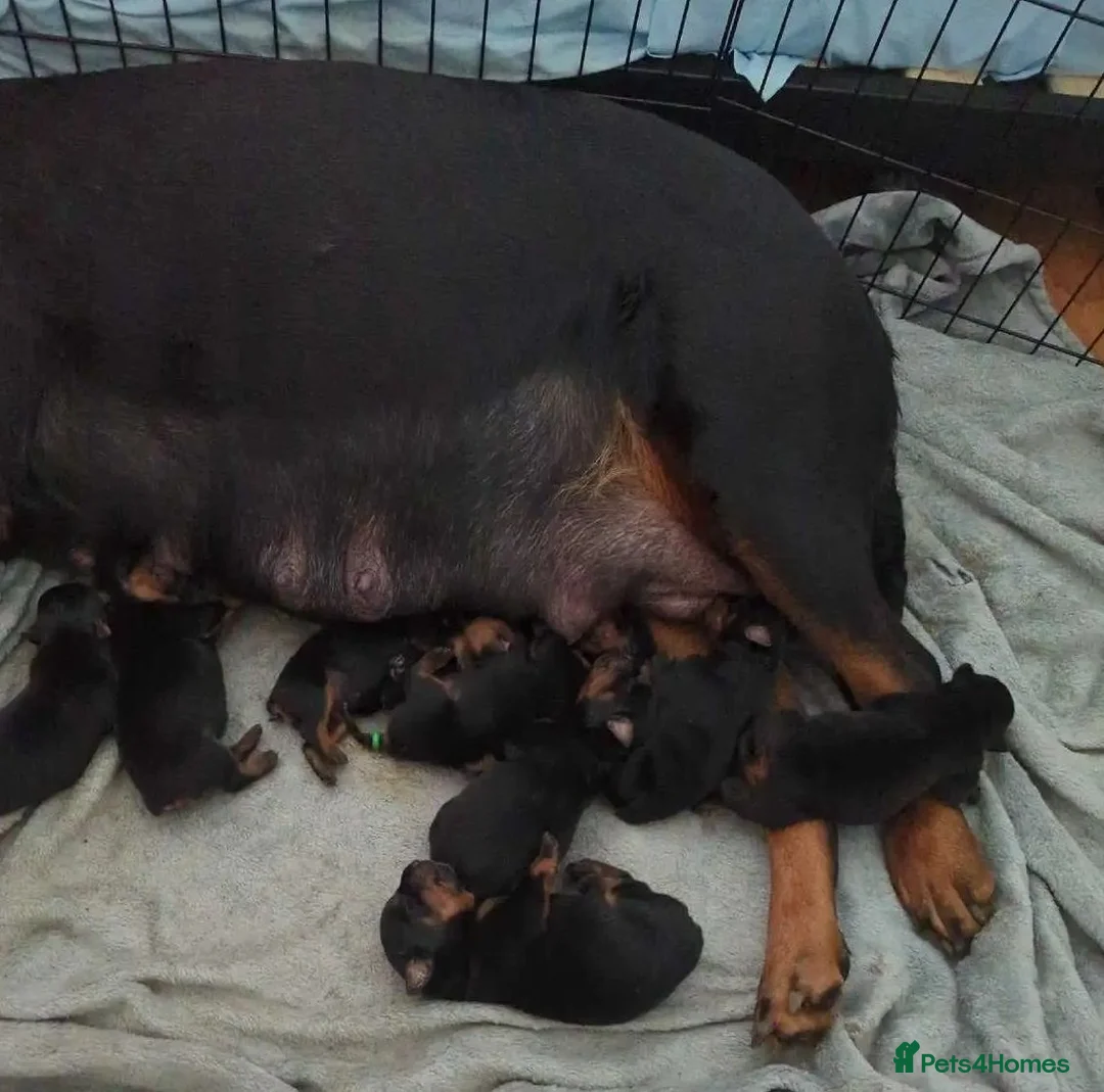 Rottweiler dogs for sale: sxvsda Litter of Premium Quality Rottie Pups in Fareham - Advert 9