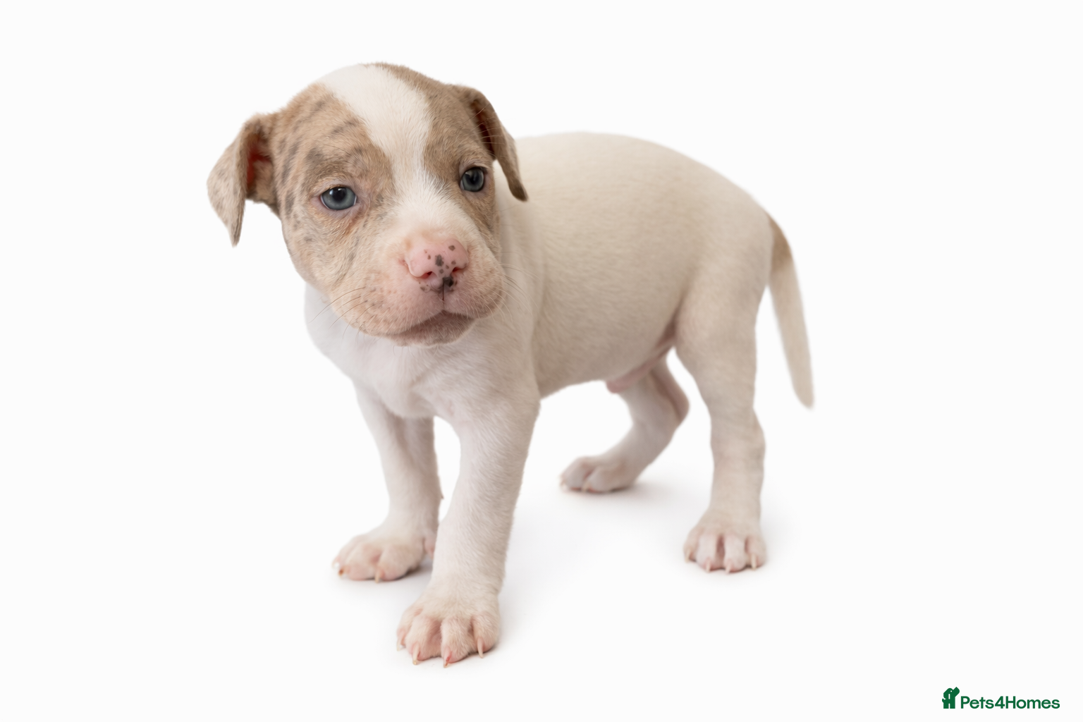 Staffordshire Bull Terrier dogs STAFFY PUPS 3 LEFT  - Advert 1
