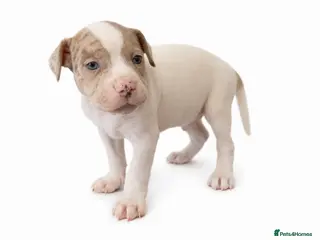 Staffordshire Bull Terrier dogs STAFFY PUPS 3 LEFT - Advert 1
