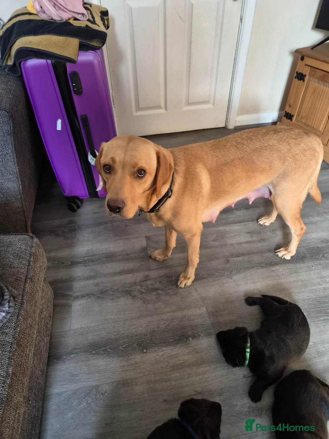 Sheprador dogs for sale: Sheprador puppies - Advert 2