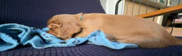 Cocker Spaniel dogs for sale: Working Cocker Spaniel Puppies - Advert 4