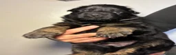 German Shepherd dogs for sale: 🐾 Beautiful German Shepherd Puppies 🐾 - Advert 10