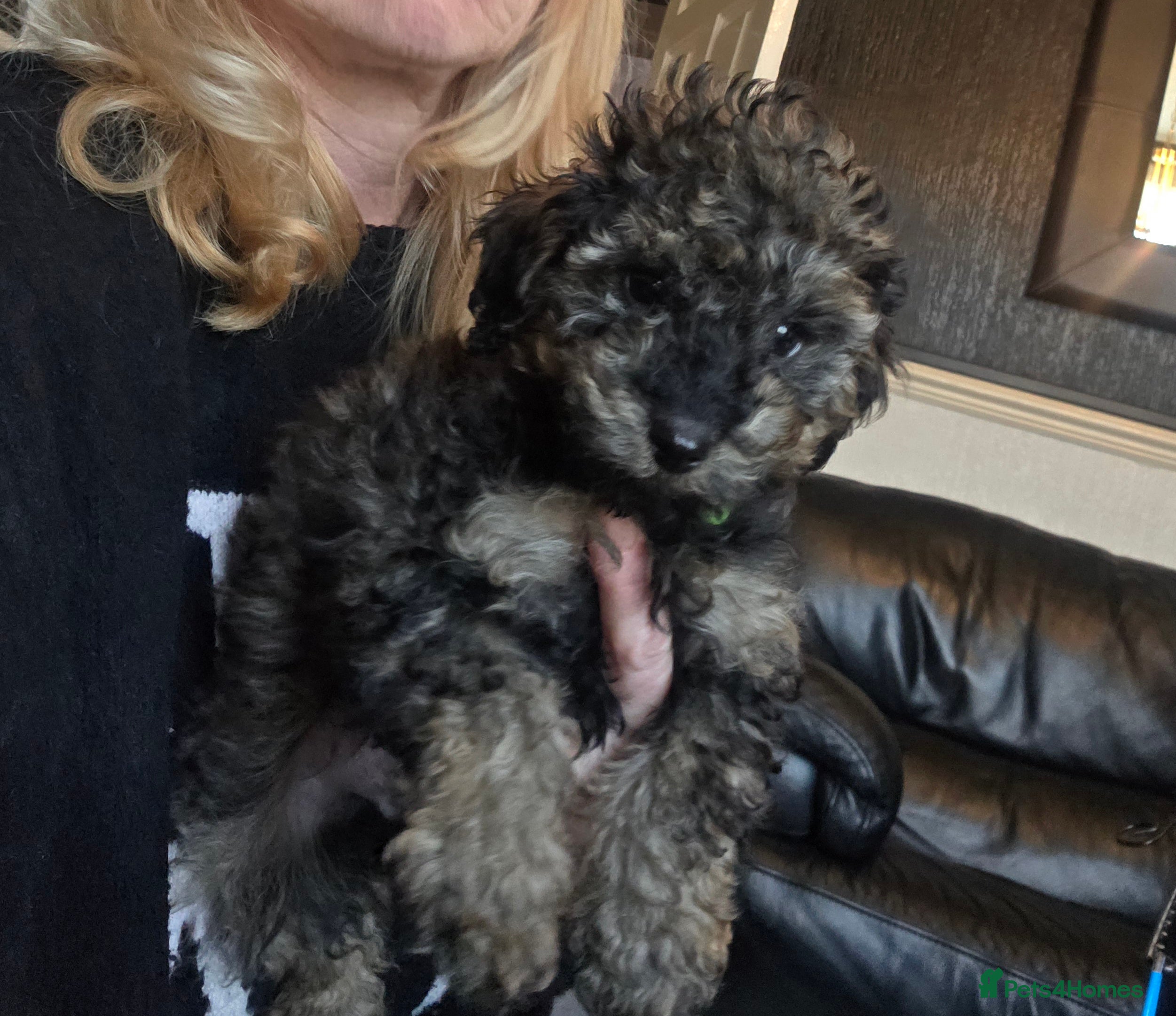 Doxiepoo dogs Beautiful toy poodle phantom rare colour 3/4 pups - Advert 1