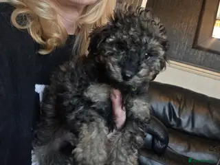 Doxiepoo dogs Beautiful toy poodle phantom rare colour 3/4 pups - Advert 1