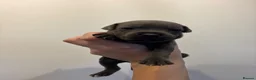 Staffordshire Bull Terrier dogs for sale: Beautiful Blue Staffordshire Bull Terriers🤍 in Llanybydder - Advert 22