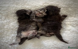 Mixed Breed cats for sale: Beautiful Persian Chinchilla cross kittens  - Image 15