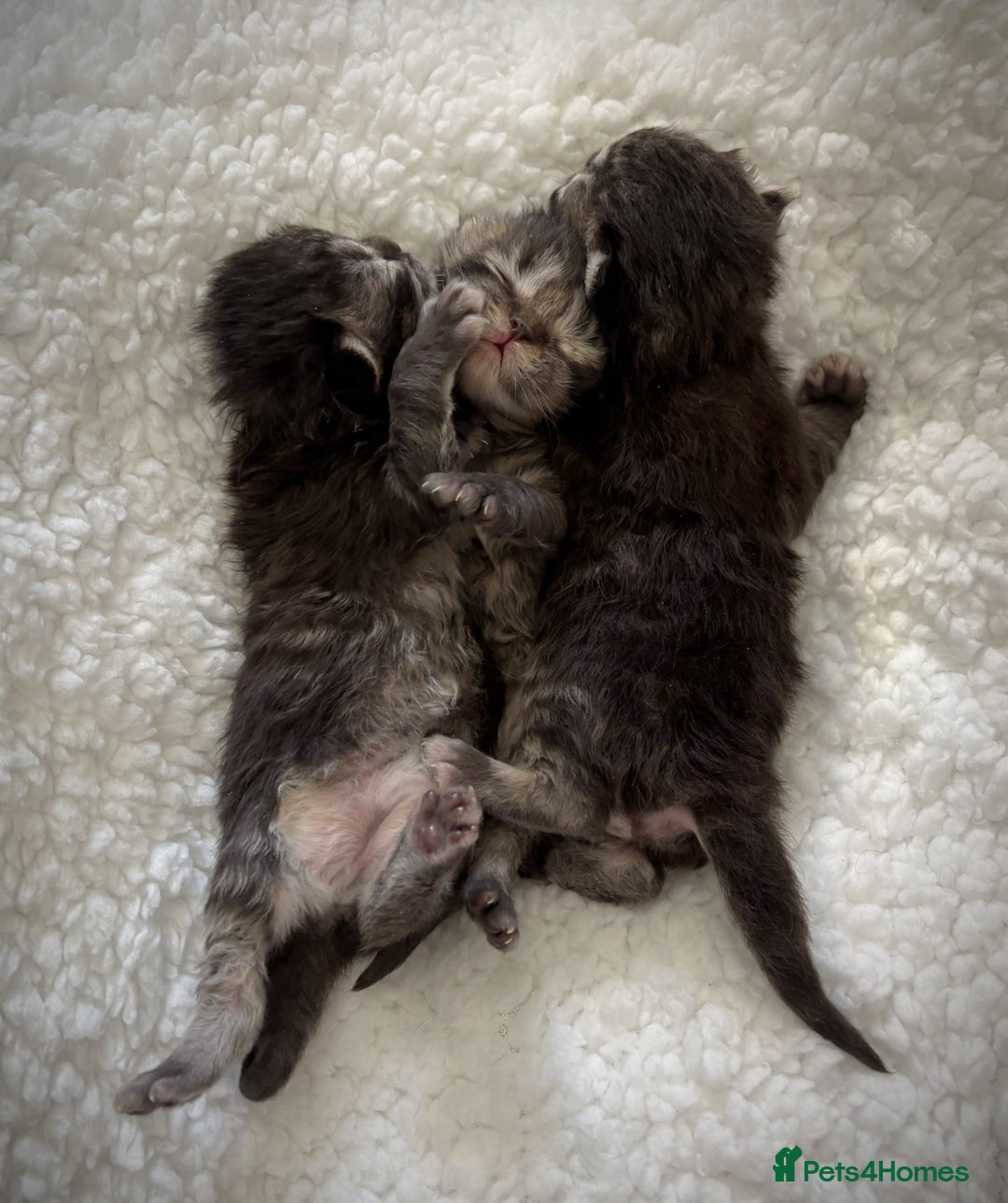Mixed Breed cats for sale: Beautiful Persian Chinchilla cross kittens  - Image 15