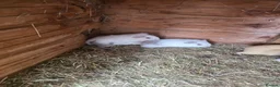 Guinea Pig rodents for sale: Male Guinea pigs - Advert 10