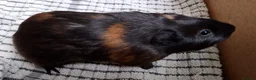 Guinea Pig rodents for sale: 2 baby guinea boars looking for new homes - Advert 3