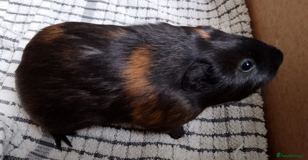 Guinea Pig rodents for sale: 2 baby guinea boars looking for new homes - Advert 3