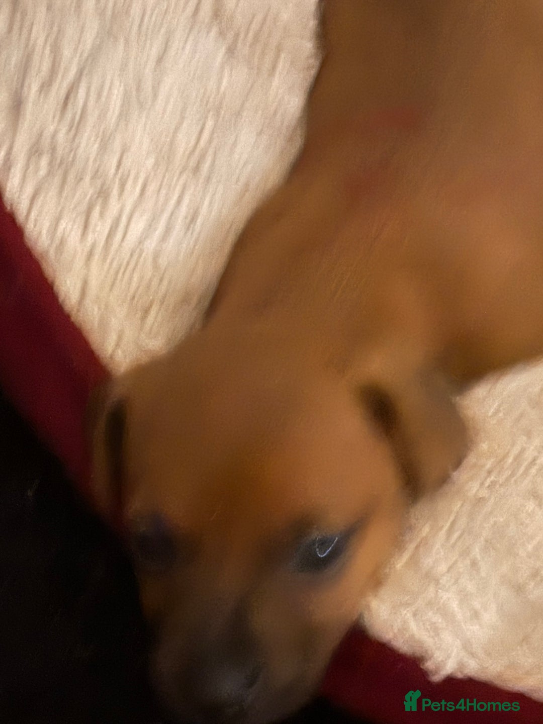 Jack Russell dogs for sale: Miniature jack Russell puppies - Image 9