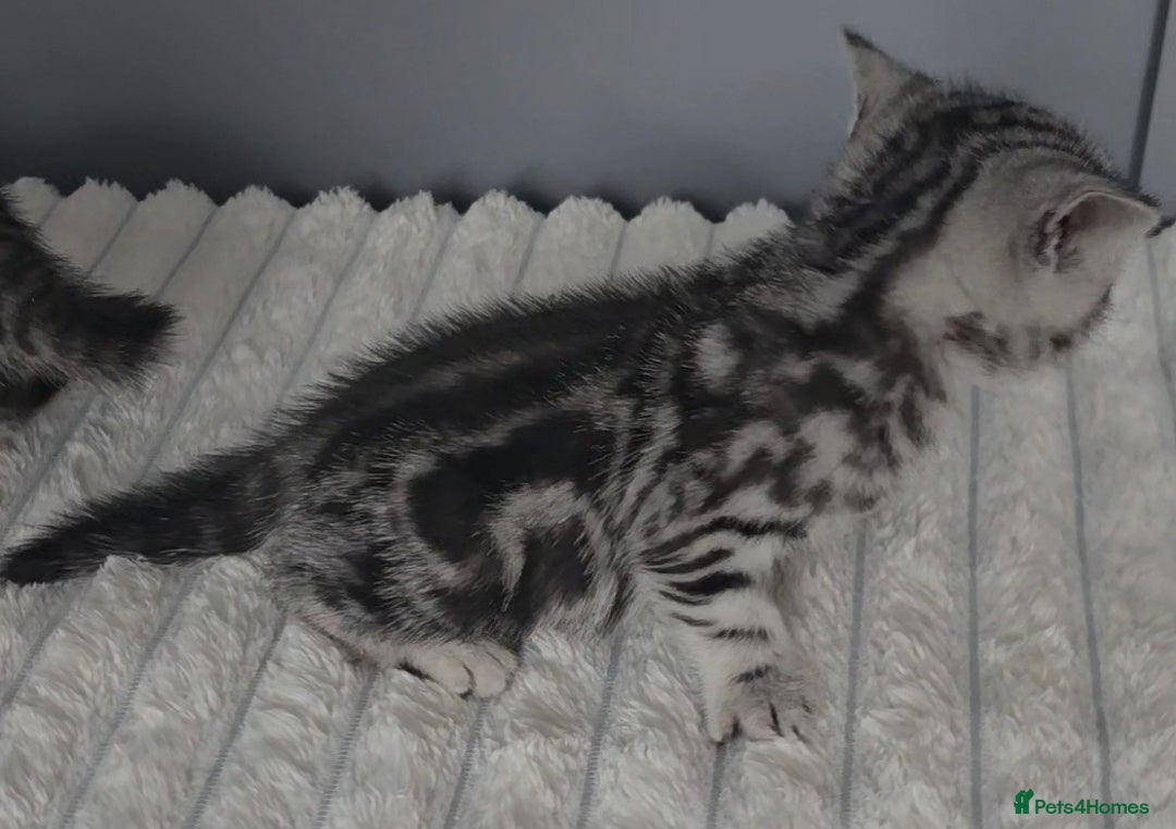 British Shorthair cats for sale: Beautiful gccf registered bsh kittens  - Image 12