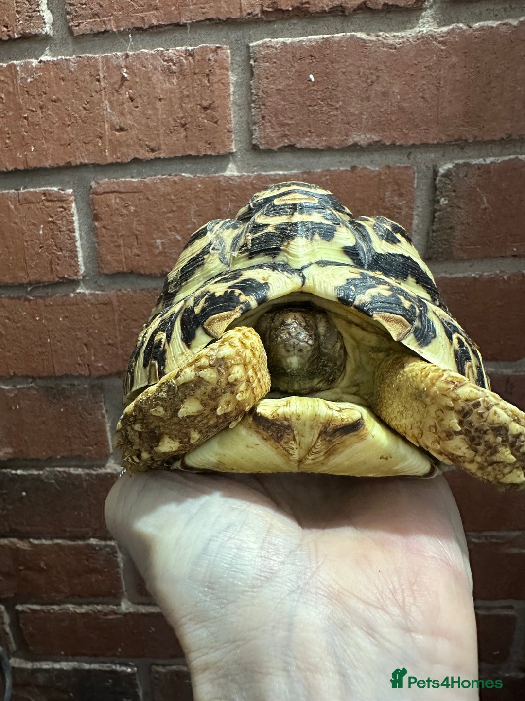 Tortoise reptiles for sale: Tortoise  - Advert 3