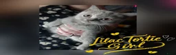 British Shorthair cats for sale: 🖤💜 British Shorthair Kittens 💜🖤 - Advert 7
