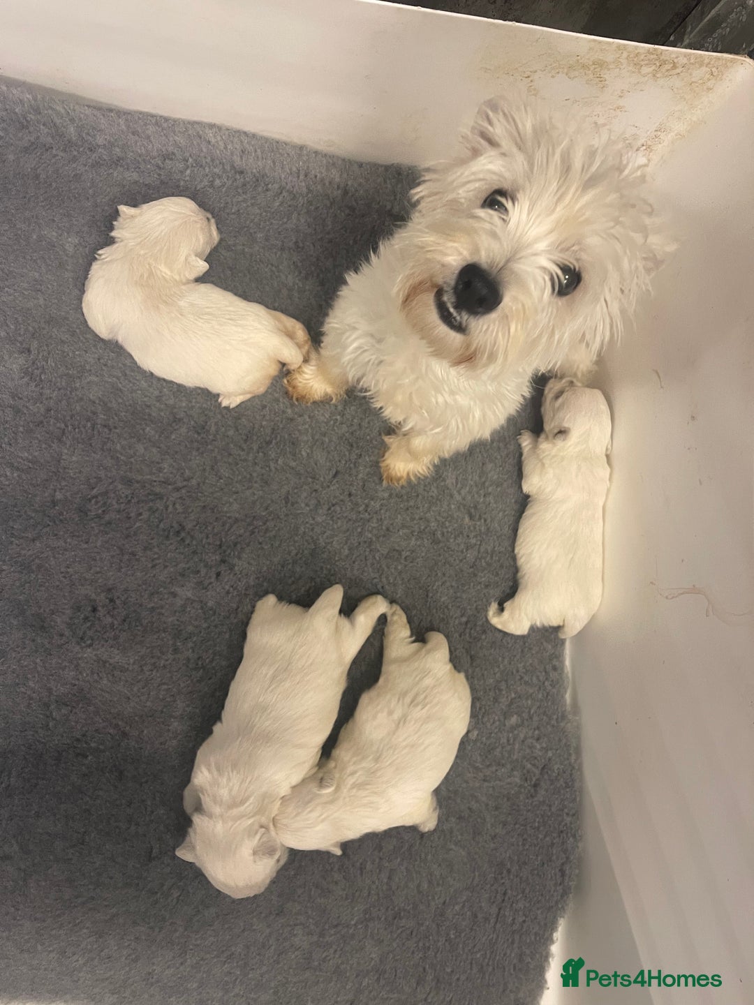 West Highland Terrier dogs for sale: KC registered west highland white puppues - Image 12