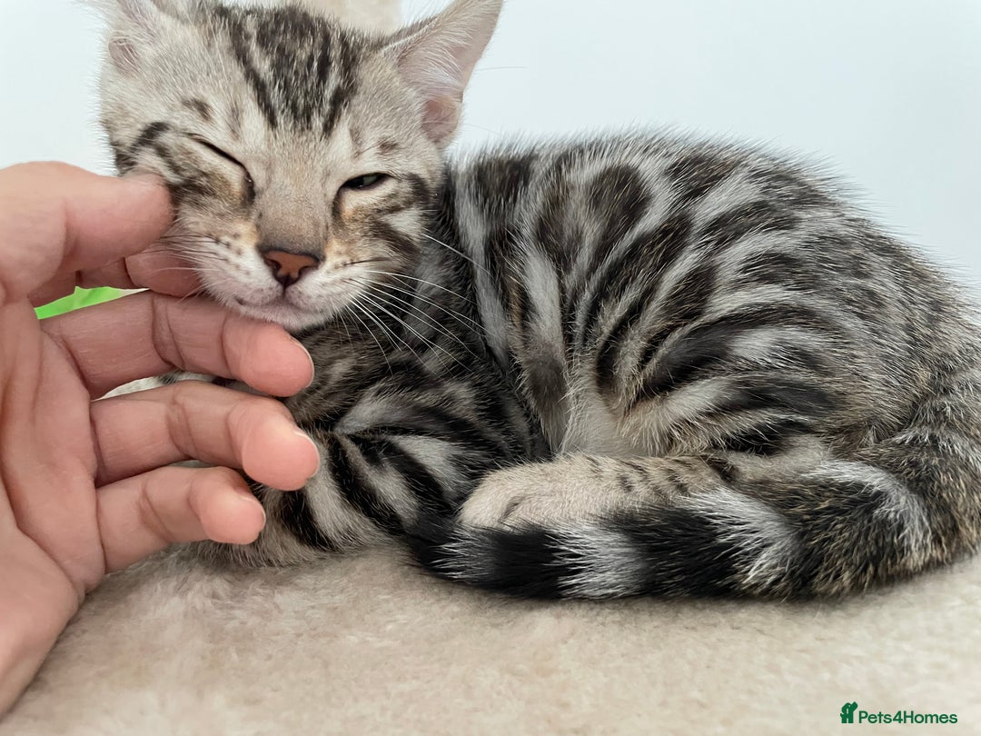 Bengal cats for sale: 🎉Tica Pedigree Stunning Little Leopards🎉  - Image 4