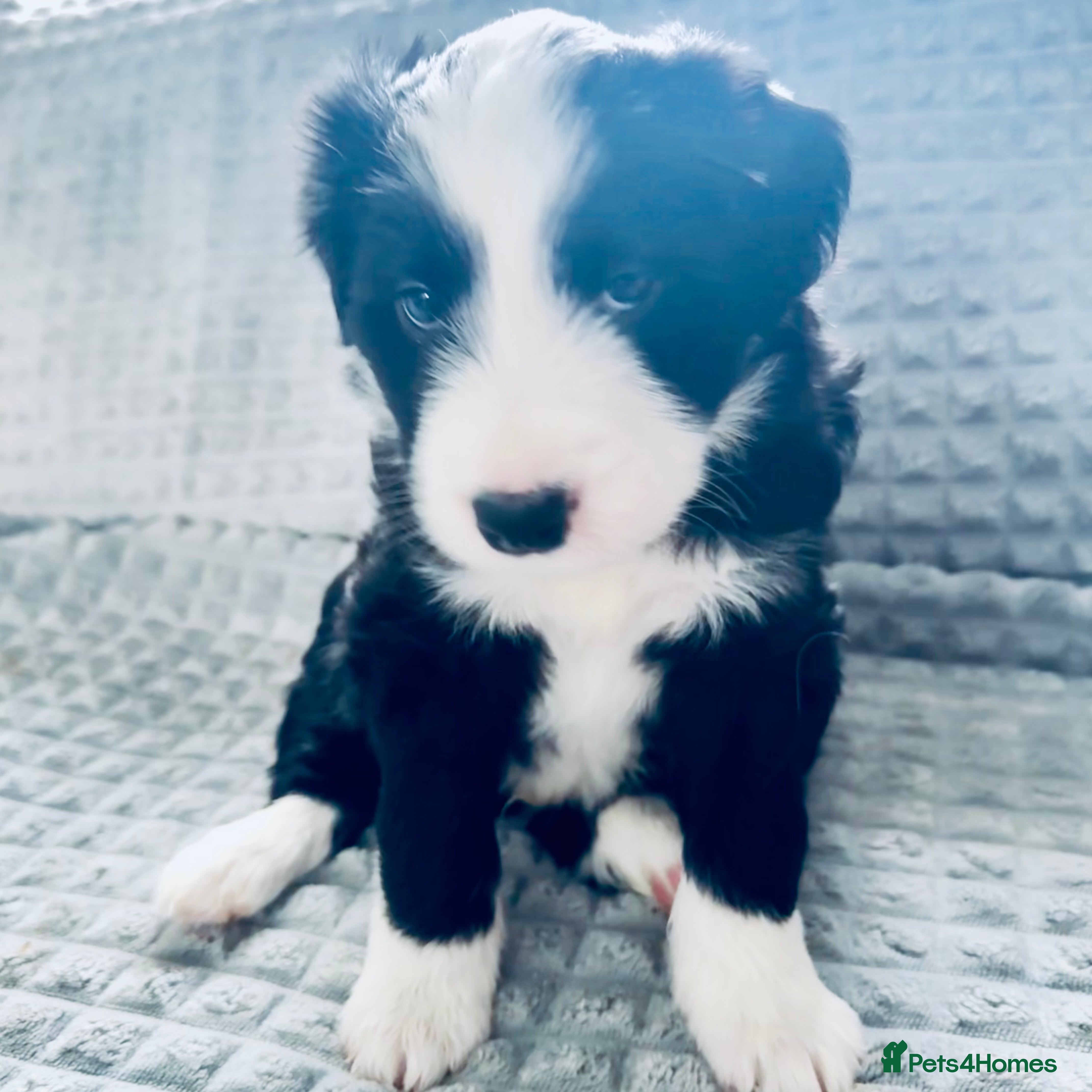 Border Collie dogs Border collie puppies - Advert 1