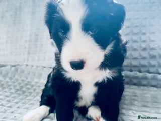 Border Collie dogs Border collie puppies - Advert 1
