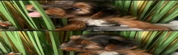 Yorkshire Terrier dogs for sale: Wioletta - Advert 7
