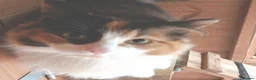 Mixed Breed cats for adoption: MARRIGOLD - Advert 3