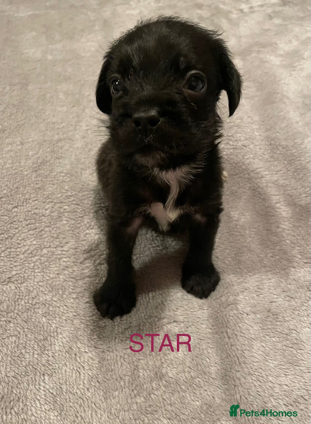 Mixed Breed dogs for sale: READY FOR THERE FOREVER HOMES 1 GIRL & - BOY  - Advert 7