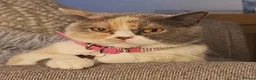 British Shorthair cats for sale: GCCF retiring queens - Advert 3