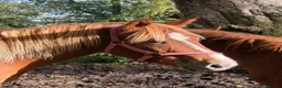 New Forest horses for sale: Home saught for the Newforest Boys  - Advert 3