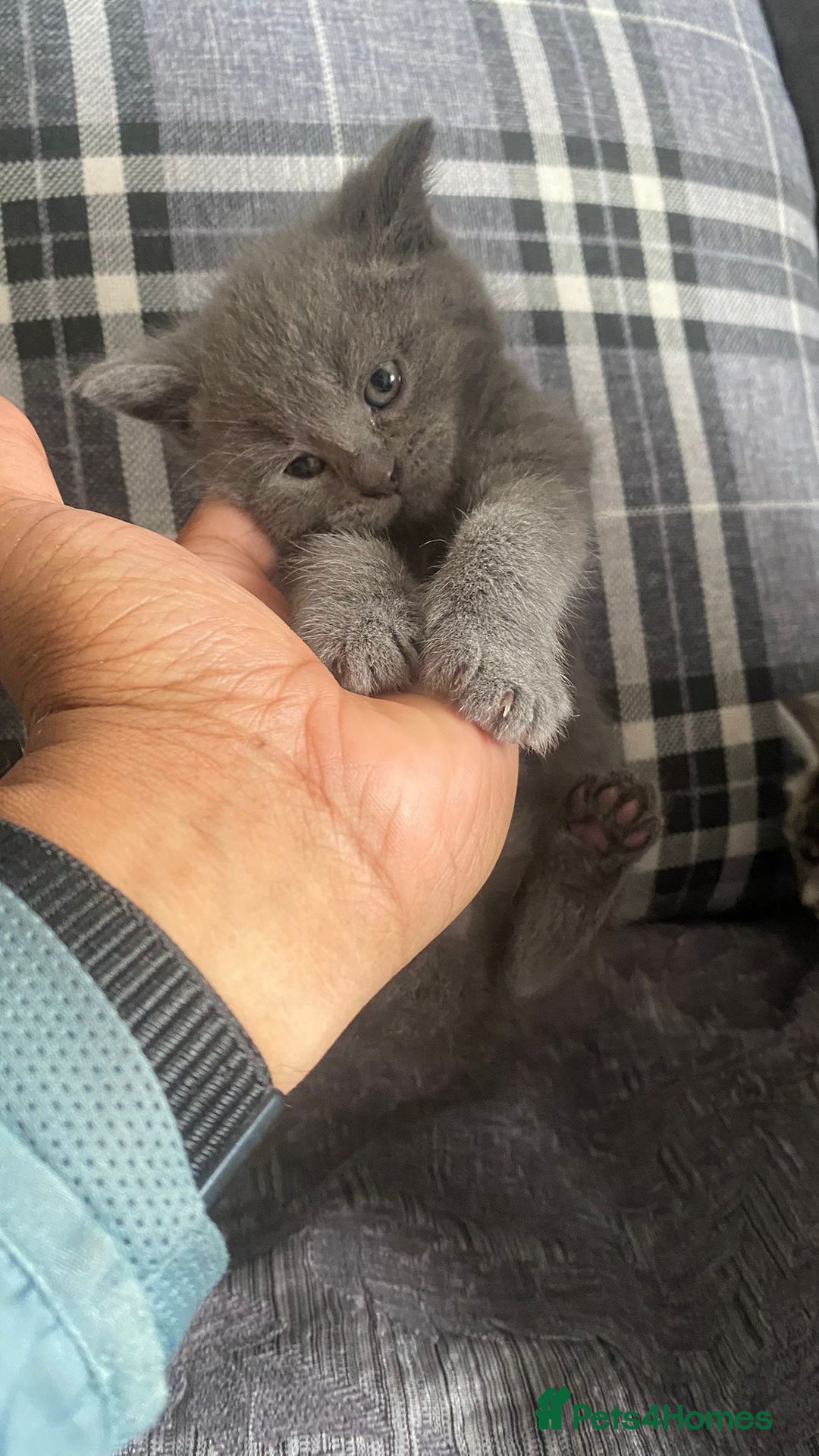 British Shorthair cats for sale:  British short hair kittens  - Image 9