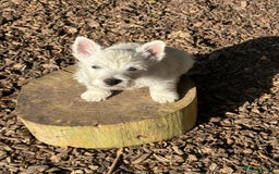 West Highland Terrier dogs for sale: Stunning West Highland White Terrier Babies - Image 14