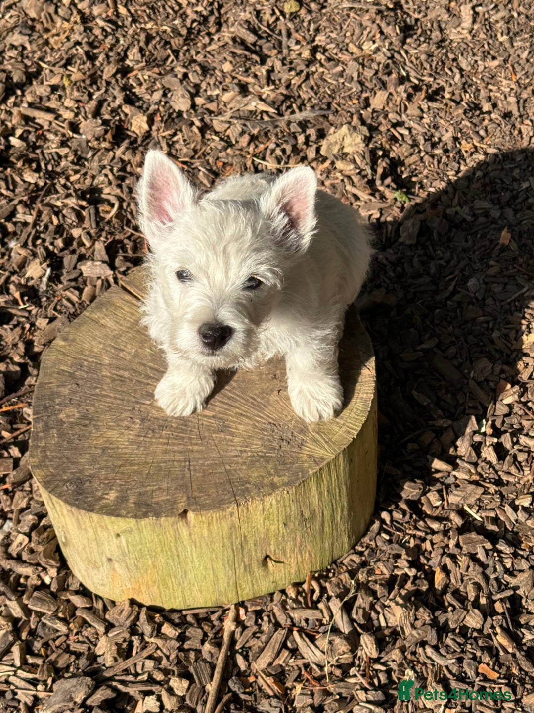 West Highland Terrier dogs for sale: Stunning West Highland White Terrier Babies - Image 14