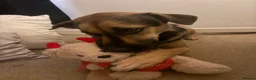 Mixed Breed dogs for sale: Are beautiful roxy - Advert 4
