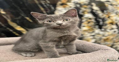 Mixed Breed cats - Advert 2