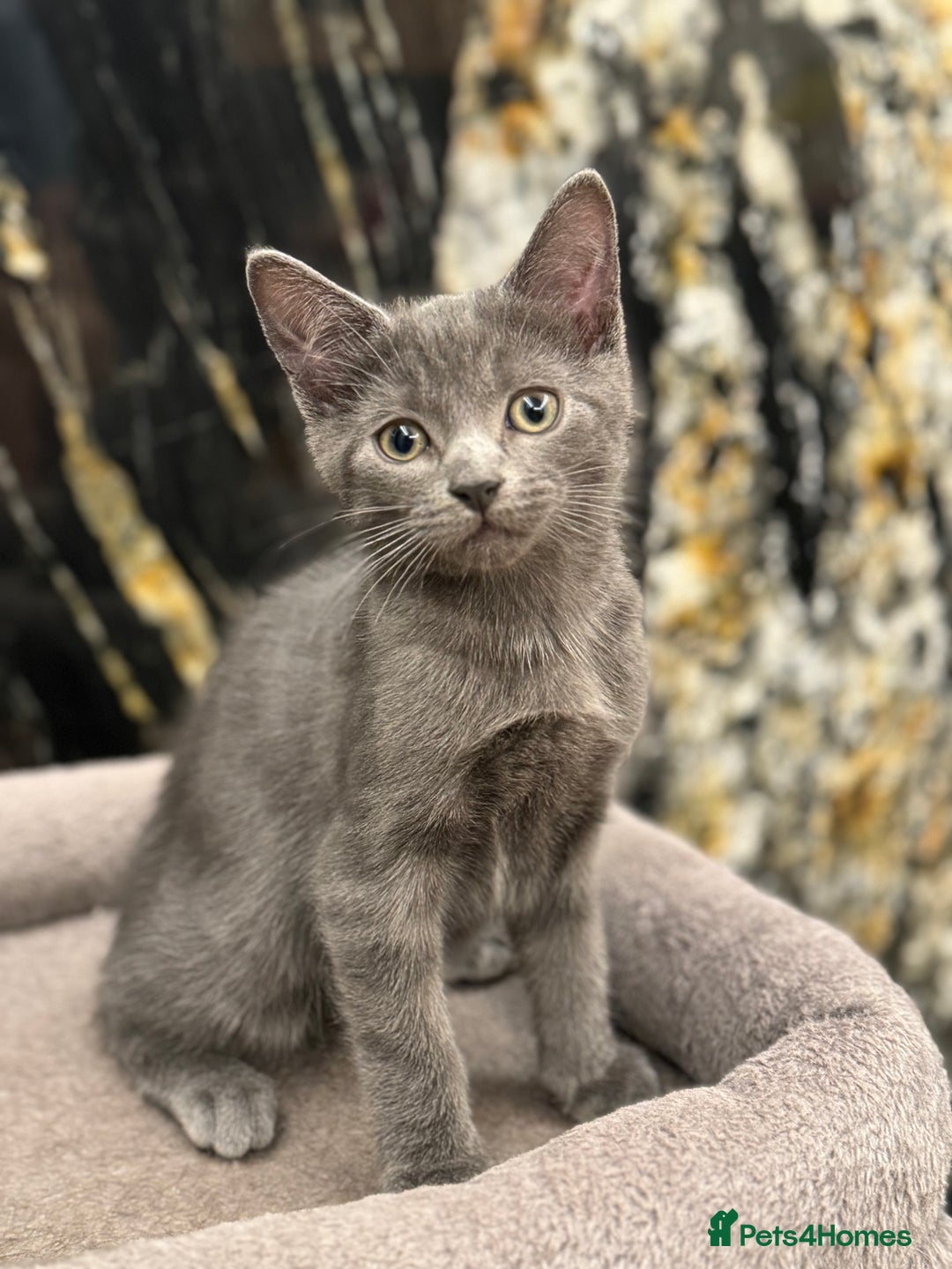 Mixed Breed cats for sale: Little fluffy ones are looking for loving owners! - Image 3