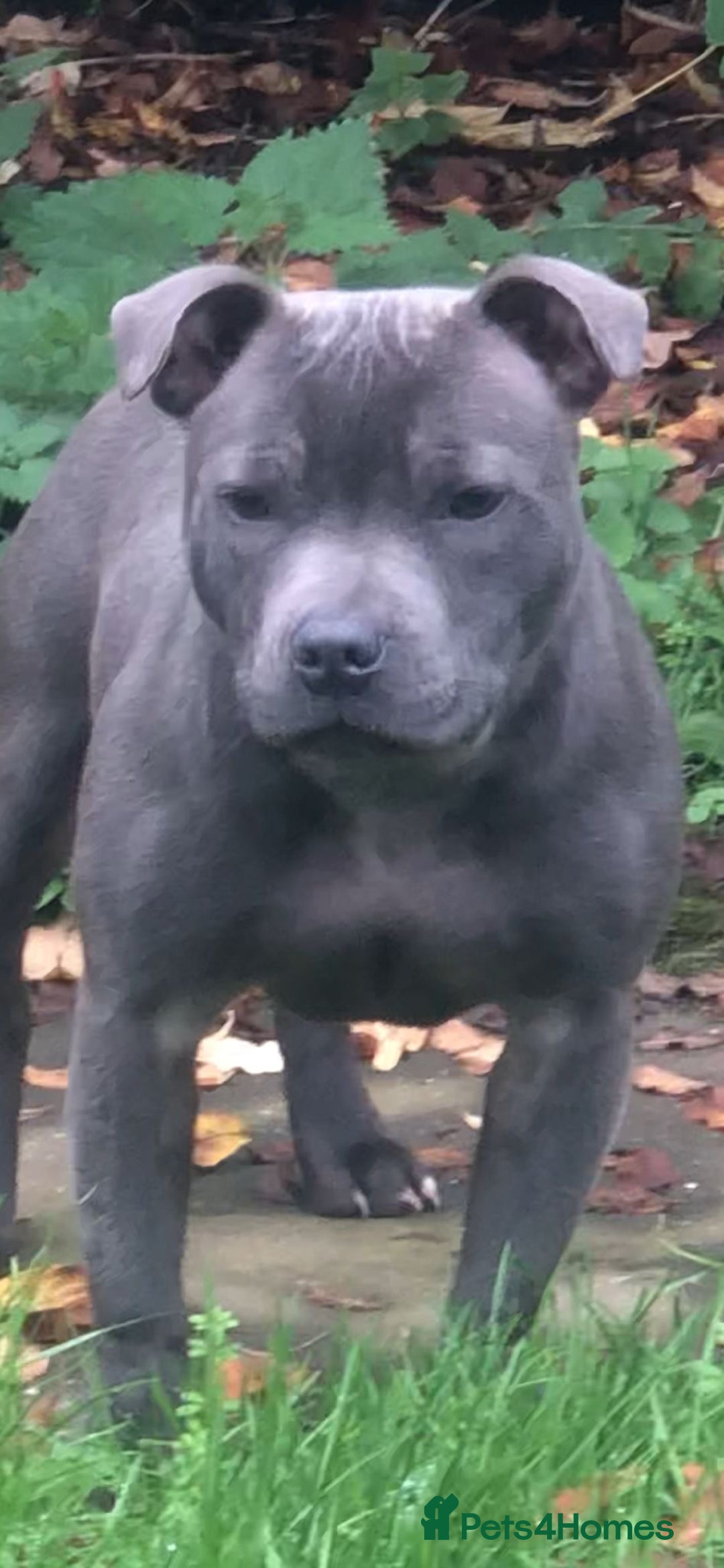 Staffordshire Bull Terrier dogs for sale: Beautiful solid blue staffy  - Advert 14