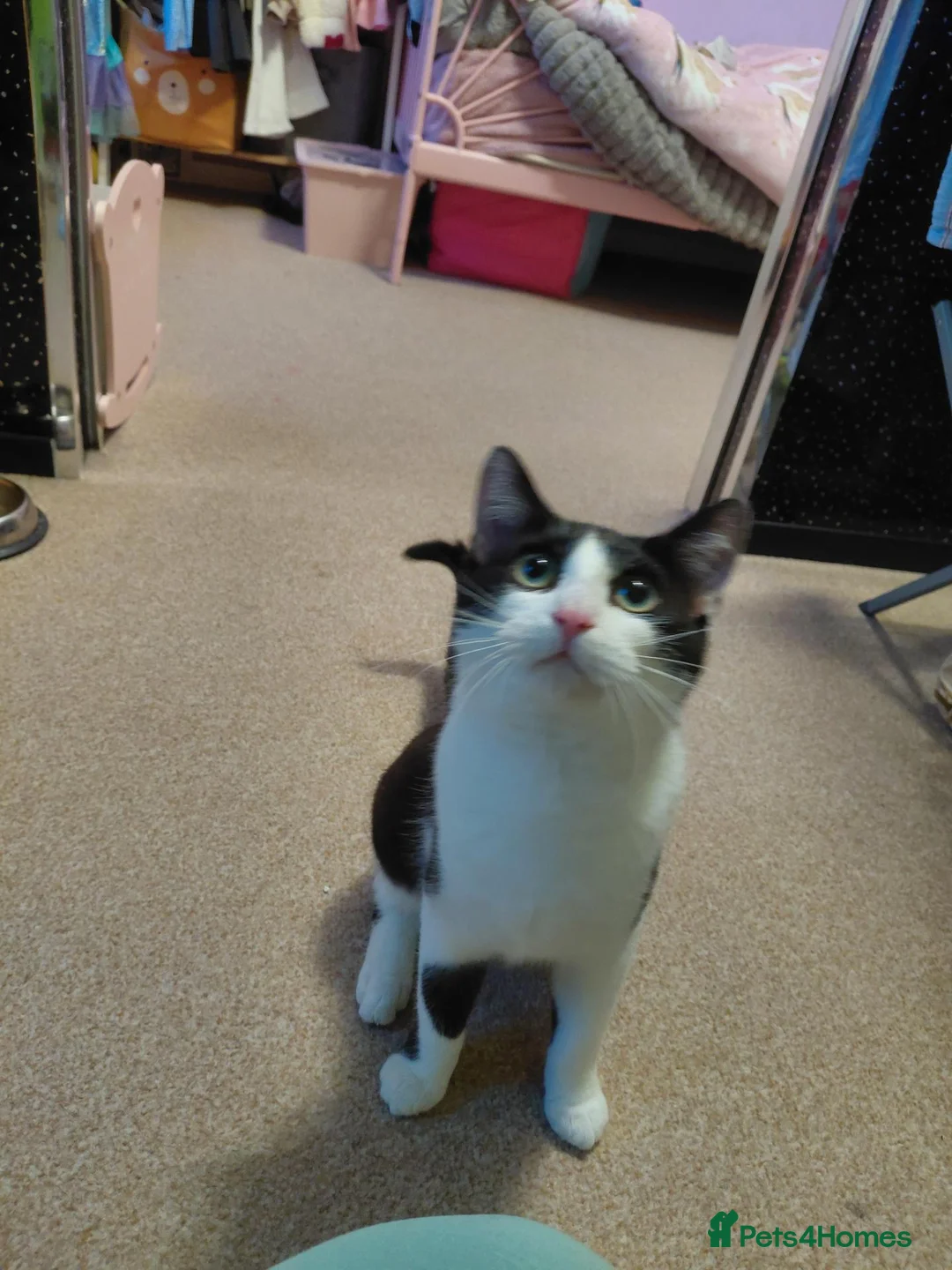 Mixed Breed cats for sale: Beautiful male cat  in Cannock - Advert 3