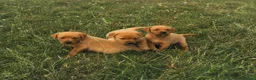 Labrador Retriever dogs for sale: Red Labrador Retriever puppies  - Advert 6