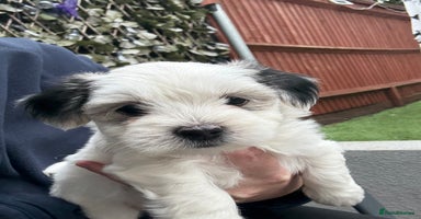 Bichon Frise dogs - Advert 13